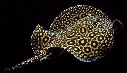 招財魚放在一個缸內會死嗎？為什么？招財魚同缸混養會致死嗎？原因解析