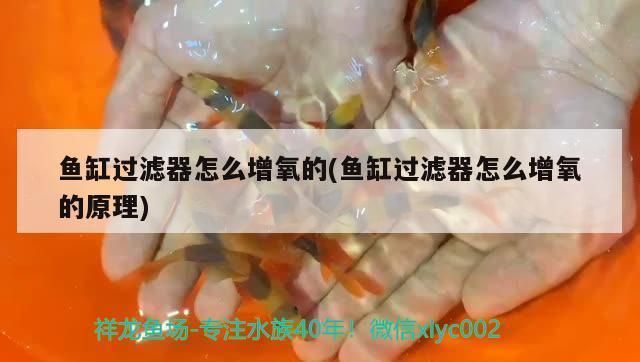 招財魚多久頭才會凸起？關鍵因素與飼養技巧解析，招財魚頭部凸起時間及關鍵飼養技巧全解析