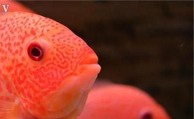 菠蘿魚繁殖（菠蘿魚的繁殖方法）