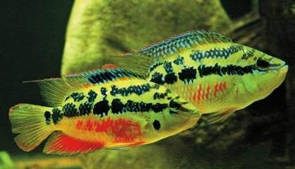 菠蘿魚繁殖(菠蘿魚的繁殖方法) 貝因美 第4張 菠蘿魚繁殖(菠蘿魚的繁殖方法) 菠蘿魚繁殖(菠蘿魚的繁殖方法) 貝因美 第4張