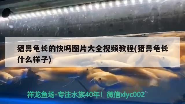 豬鼻龜長的快嗎圖片欣賞：豬鼻龜長得快嗎圖片大全視頻教程