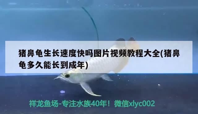 豬鼻龜長的快嗎圖片欣賞：豬鼻龜長得快嗎圖片大全視頻教程