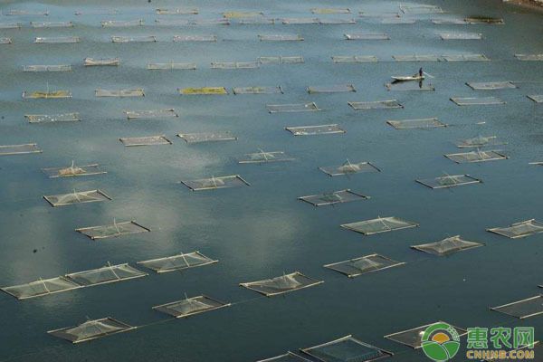 招財魚擺件怎么擺放？全方位指南助你財運亨通，招財魚擺件擺放全攻略，這樣擺財運更旺！