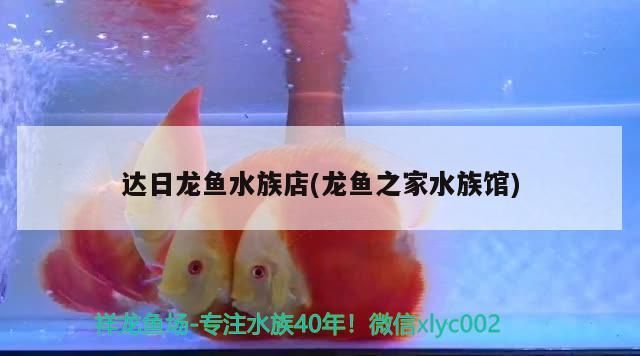 達日龍魚水族店(龍魚之家水族館) 達日龍魚水族店(龍魚之家水族館) 龍魚之家