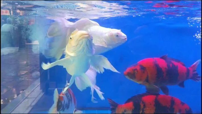 十大最漂亮的球體蝴蝶鯉（最具代表性的球體蝴蝶鯉品種）