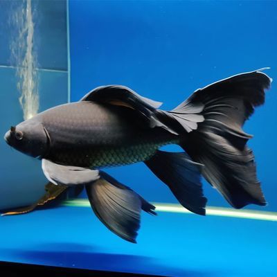 水族館 魚類（上海海洋水族館中常見的水族館魚類及其詳細介紹）