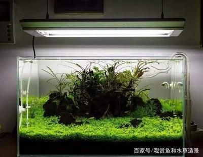 魚缸用多少年，亞克力魚缸與玻璃魚缸比較魚缸擺放的最佳位置選擇