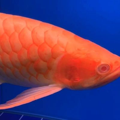 招財貓魚可以跟龍魚一起養嗎視頻：招財貓魚與龍魚混養，可行與否的深度探究