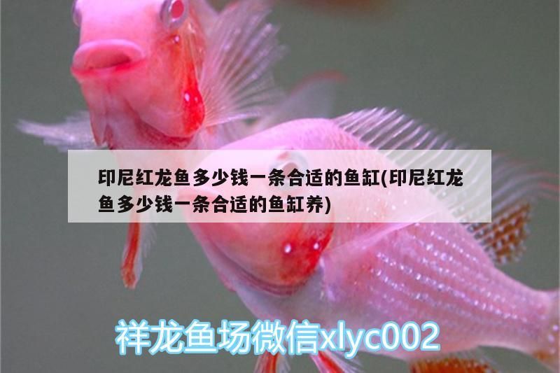 印尼紅龍魚多少錢一條合適的魚缸(印尼紅龍魚多少錢一條合適的魚缸養)