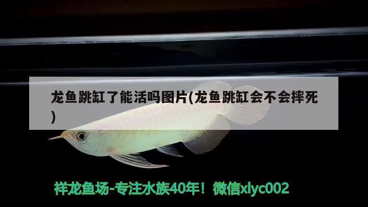 大魚缸漏水怎么辦妙招視頻 大魚缸漏水怎么辦妙招視頻講解