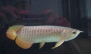 金龍魚繁殖后卵的護理方法：金龍魚繁殖后卵的護理方法是什么金龍魚繁殖后卵的護理方法