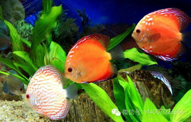 金龍魚繁殖后卵的護理方法：金龍魚繁殖后卵的護理方法是什么金龍魚繁殖后卵的護理方法
