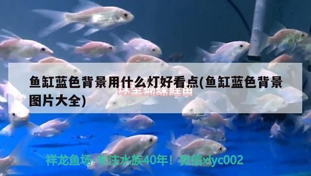 魚缸藍色背景用什么燈好看點(魚缸藍色背景圖片大全)