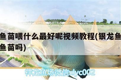 銀龍魚苗喂什么最好呢視頻教程(銀龍魚可以喂小魚苗嗎)