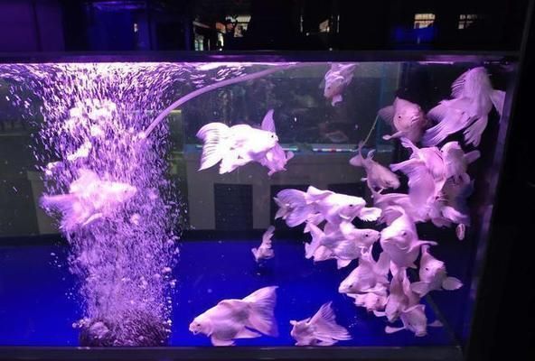 蝴蝶錦鯉短身和球身哪個好（蝴蝶錦鯉短身與球身區別）