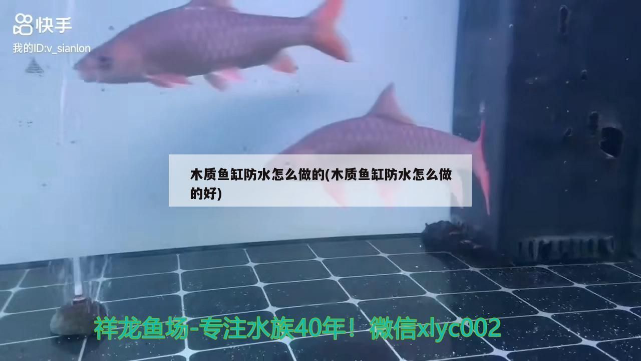 鸚鵡魚和銀龍魚混養怎樣喂食 木質魚缸防水怎么做的(木質魚缸防水怎么做的好) 黃金貓魚百科 木質魚缸防水怎么做的(木質魚缸防水怎么做的好) 木質魚缸防水怎么做的(木質魚缸防水怎么做的好) 黃金貓魚百科