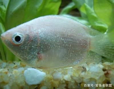 招財貓魚和龍魚哪個好養(yǎng)一點兒呢：招財貓魚與龍魚，誰更易養(yǎng)？