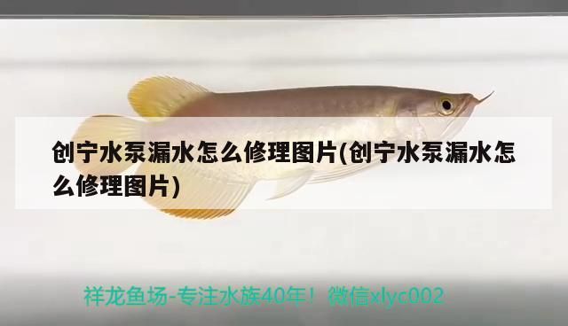 創寧水泵漏水怎么修理圖片(創寧水泵漏水怎么修理圖片)