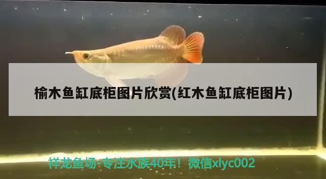 榆木魚缸底柜圖片欣賞(紅木魚缸底柜圖片)