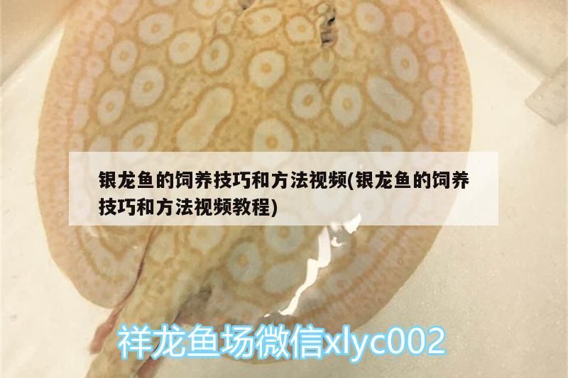 銀龍魚的飼養技巧和方法視頻(銀龍魚的飼養技巧和方法視頻教程)