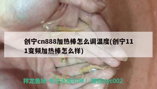 創寧cn888加熱棒怎么調溫度(創寧111變頻加熱棒怎么樣)