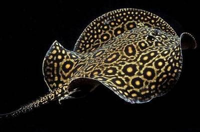 魟魚幼魚：魟魚幼魚的飼養注意事項