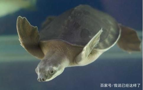 豬鼻龜吃什么？：豬鼻龜主要吃什么，豬鼻龜食物過敏原有哪些 豬鼻龜吃什么？：豬鼻龜主要吃什么，豬鼻龜食物過敏原有哪些 豬鼻龜百科 第1張