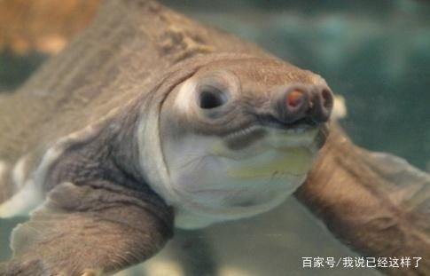 豬鼻龜吃什么？：豬鼻龜主要吃什么，豬鼻龜食物過敏原有哪些 豬鼻龜吃什么？：豬鼻龜主要吃什么，豬鼻龜食物過敏原有哪些 豬鼻龜百科 第2張