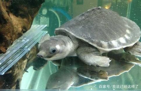 豬鼻龜吃什么？：豬鼻龜主要吃什么，豬鼻龜食物過敏原有哪些 豬鼻龜吃什么？：豬鼻龜主要吃什么，豬鼻龜食物過敏原有哪些 豬鼻龜百科 第3張