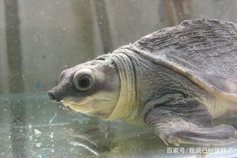 豬鼻龜吃什么？：豬鼻龜主要吃什么，豬鼻龜食物過敏原有哪些 豬鼻龜吃什么？：豬鼻龜主要吃什么，豬鼻龜食物過敏原有哪些 豬鼻龜百科 第4張