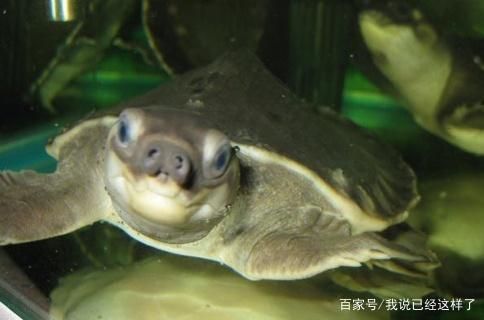 豬鼻龜吃什么？：豬鼻龜主要吃什么，豬鼻龜食物過敏原有哪些 豬鼻龜吃什么？：豬鼻龜主要吃什么，豬鼻龜食物過敏原有哪些 豬鼻龜百科 第5張