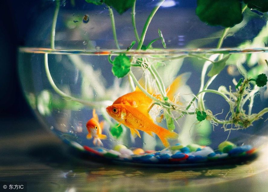 招財(cái)貓魚和龍魚混養(yǎng)好嗎視頻：招財(cái)貓魚與龍魚混養(yǎng)，利弊權(quán)衡與養(yǎng)殖要點(diǎn)