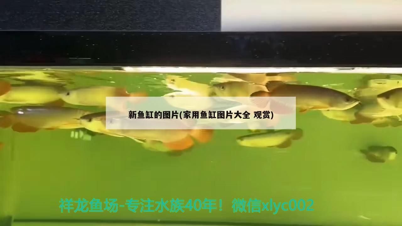新魚缸的圖片(家用魚缸圖片大全觀賞)