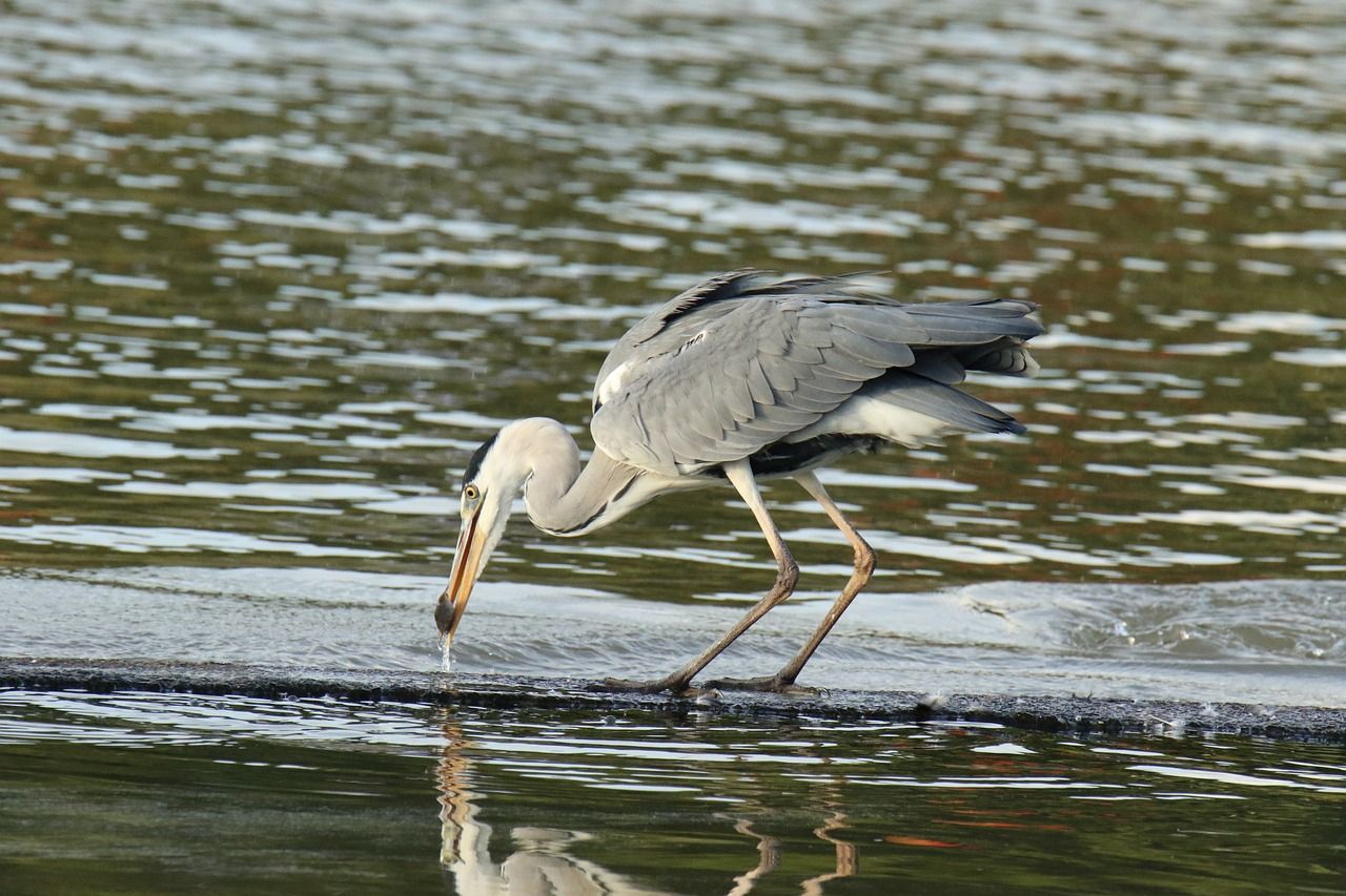 元寶鳳凰魚(元寶鳳凰魚吃小魚嗎) 元寶鳳凰魚百科 第3張 元寶鳳凰魚(元寶鳳凰魚吃小魚嗎) 元寶鳳凰魚(元寶鳳凰魚吃小魚嗎) 元寶鳳凰魚百科 第3張