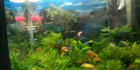 30cm的魚缸能養多少斑馬魚和蝦：30cm的魚缸養斑馬魚和蝦的一些結論