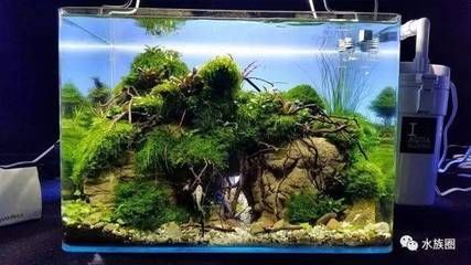 30cm的魚缸能養多少斑馬魚和蝦：30cm的魚缸養斑馬魚和蝦的一些結論