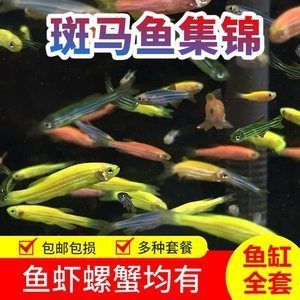 30cm的魚缸能養多少斑馬魚和蝦：30cm的魚缸養斑馬魚和蝦的一些結論