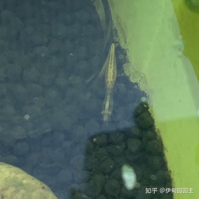 30cm的魚缸能養多少斑馬魚和蝦：30cm的魚缸養斑馬魚和蝦的一些結論
