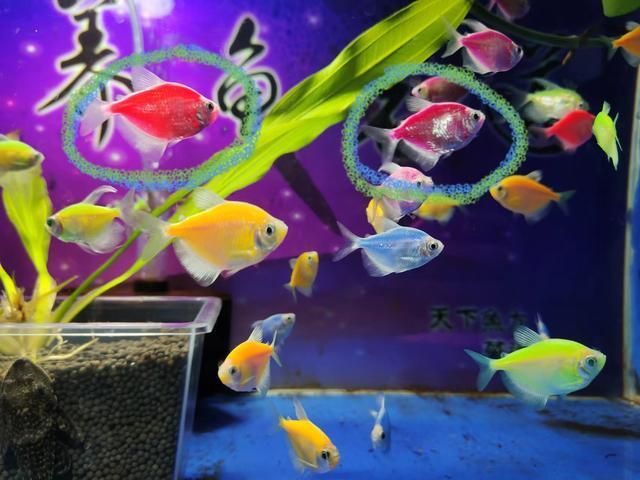虎魚身上長白點怎么治療好：虎魚身上長白點怎么辦