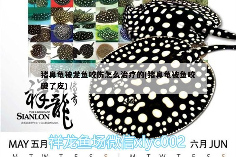 豬鼻龜被龍魚咬傷怎么治療的(豬鼻龜被魚咬破了皮)