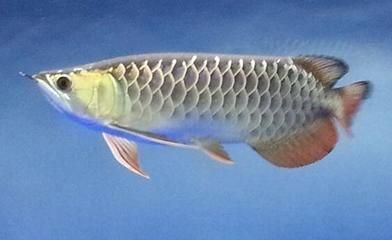 過背金龍魚苗挑選：如何辨別過背金龍魚苗市場價格