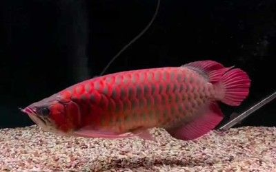 如何通過光照改善金龍魚體色：光照對金龍魚體色的影響