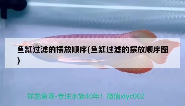 魚缸的金魚圖片欣賞（魚缸中的金魚圖片）