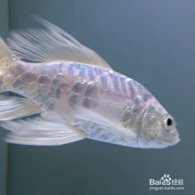 招財貓和龍魚能混養嗎視頻：招財貓與龍魚混養，可行與否的深度探究