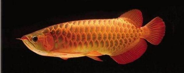 金龍魚的水溫多少合適vs祥龍魚場：金龍魚的適宜水溫與祥龍魚場之間的差異，金龍魚的養殖技術要點