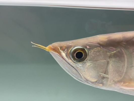 金龍魚的水溫多少合適vs祥龍魚場：金龍魚的適宜水溫與祥龍魚場之間的差異，金龍魚的養殖技術要點