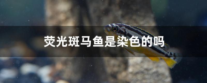 蒙陰縣興苗花卉店 蒙陰縣興苗花卉店 全國水族館企業(yè)名錄 第2張