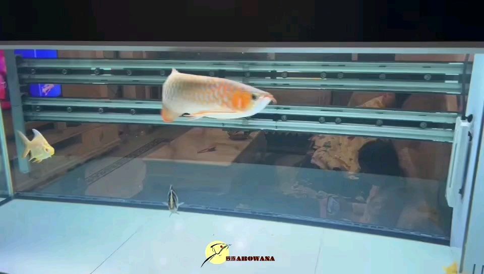 最好養的觀賞魚排行榜冷水魚有哪些（最好養的冷水魚排行榜及圖片）