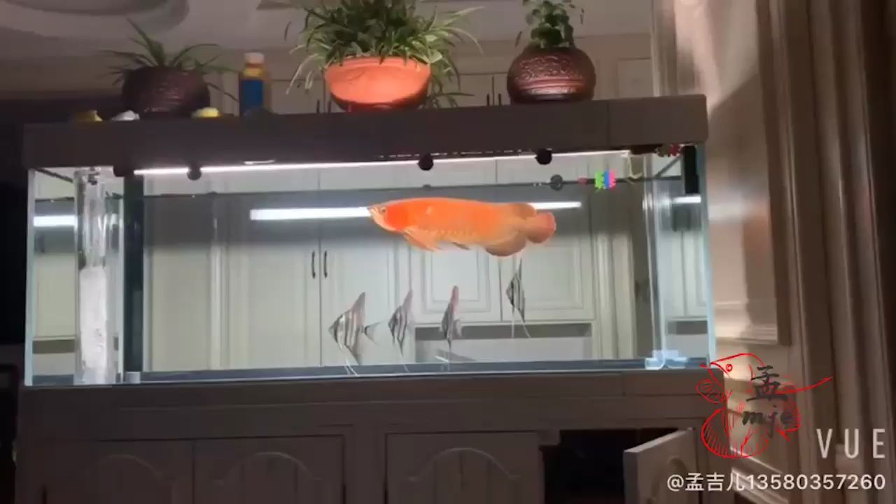 孟吉爾～萬吉黑龍江魚友持魚反饋