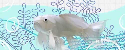 蝴蝶鯉成長的四個階段（蝴蝶鯉幼魚飼養技巧：蝴蝶鯉幼魚飼養技巧）